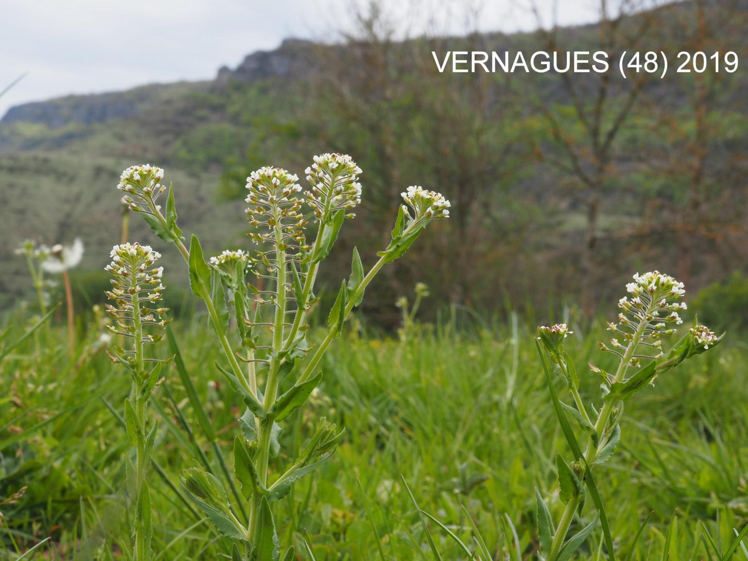 Pepperwort, Field